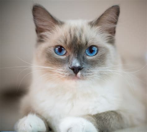 Ragdoll Cat - StellarPets