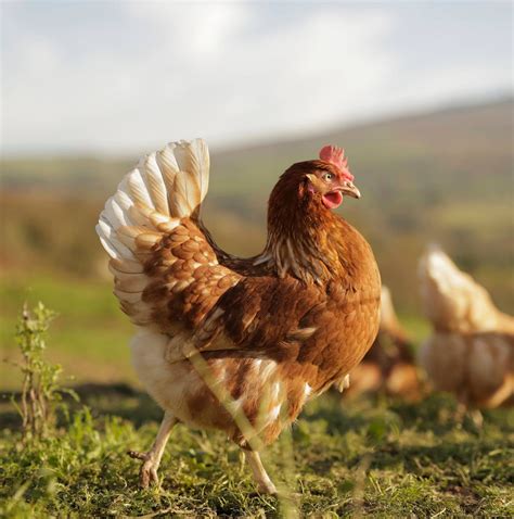 Sophie Bennett Hairdressing... - Sophie Bennett Hairdressing