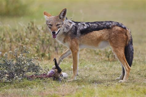 file bb jackal jpg wikipedia
