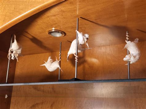 Taxidermied Rat on Stripper Pole : r/Weird