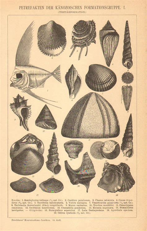 1896 Fossils from the Cenozoic Era Antique Engraving, Eocene, Oligocene ...