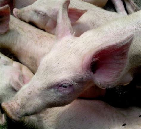 Besplatna slika: Divlja svinja, divljina, priroda, praščić, Wombat ...
