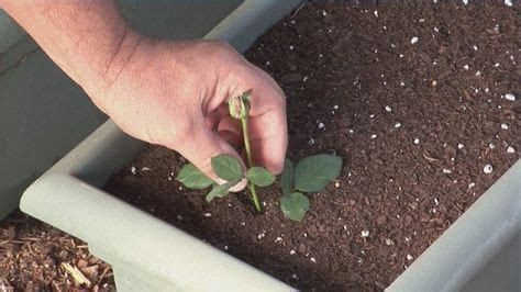 Суперсредство для проращивания роз из черенков | Garden care, Hydrangea ...