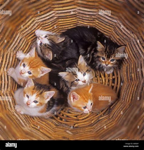 Litter of Kittens Stock Photo - Alamy