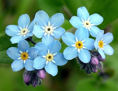 Nahuby.sk - Fotografia - nezábudka lesná Myosotis sylvatica Ehrh. ex Hoffm.