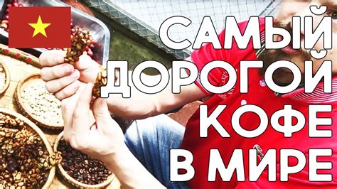 Самый дорогой кофе в мире! Кофе Лювак во Вьетнаме. - YouTube