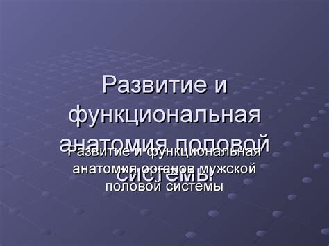 Развитие и функциональная анатомия половой системы - презентация онлайн
