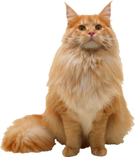 Наклейка #кот #рыжий #Рыжик #милаха #ути-пути PNG - AVATAN PLUS