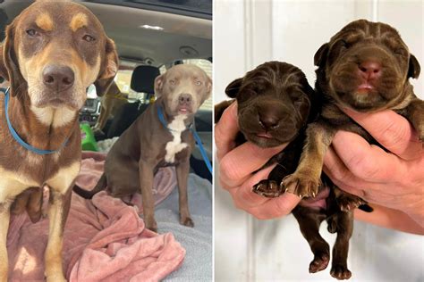 Do Dogs Give Birth To All Puppies At Once