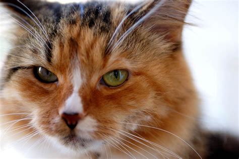 300+ Finnish Cat Names (With Meanings) - Cat-World