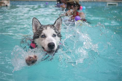 Free Images : water, puppy, animal, swim, swimming pool, pets, siberian