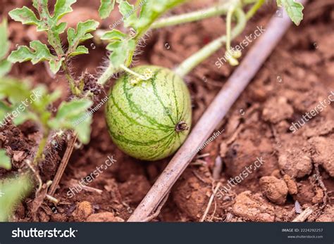 17 en la categoría «Citrullus sp» de fotos e imágenes de stock libres ...