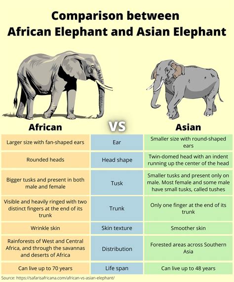 Asian Elephant Vs African Elephant