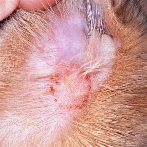 What IS Ringworm in Dogs? Causes, Stages, and Treatments