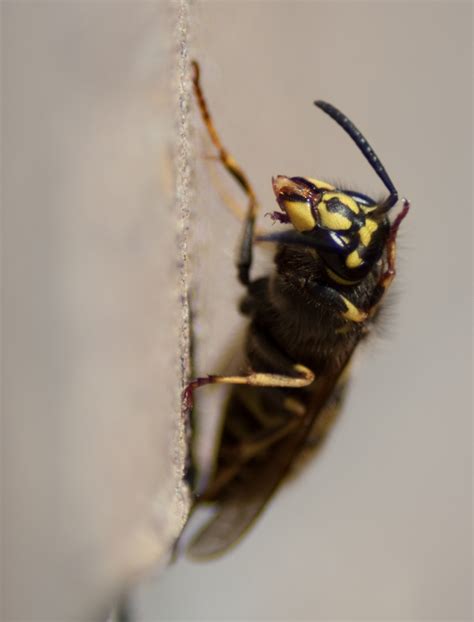 de wesp onweer onlinenl