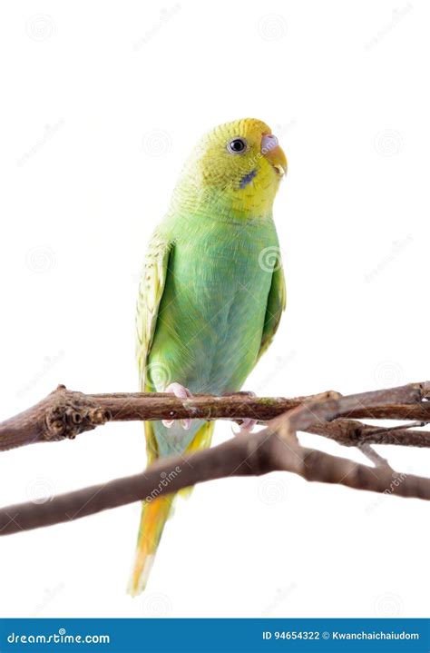 Желтое и зеленое Undulatus Melopsittacus волнистого попугайчика ...