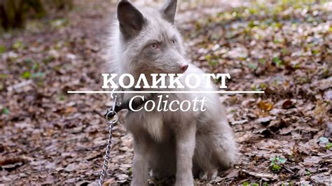 🐺 Окрасы лис. Коликотт/ Colicott - YouTube