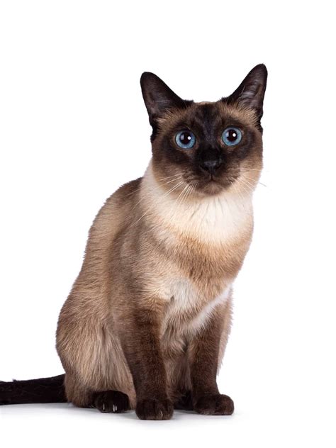 Chocolate Point Siamese Cat: Facts, Traits, Pictures & FAQs