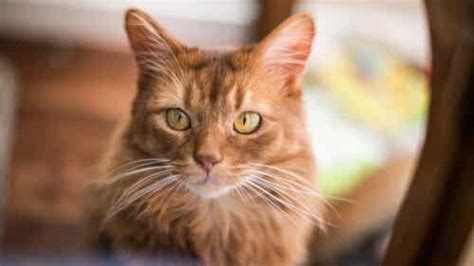 Somali Cat: Personality and Care - My Animals