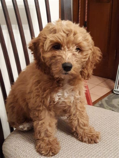 Cockapoo Puppies Va Beach / Meet Jewel - female Cockapoo puppy for sale ...
