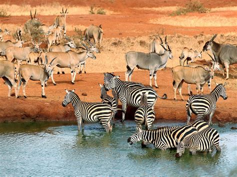 Tsavo national park safari Kenya | The African Big Five in Tsavo