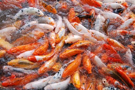 Receiving Japanese Import Fish Successfully - Dr Erik Johnson ...
