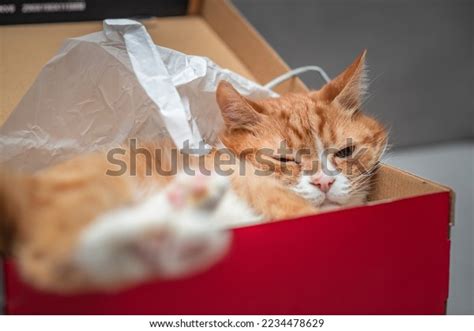 Domestic Red Cat Red Shoe Box Stock Photo 2234478629 | Shutterstock