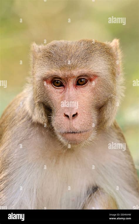 Rhesus Macaque or Rhesus Monkey (Macaca mulatta), male, portrait Stock ...