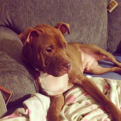 courtanai  real rules  living  pit bulls