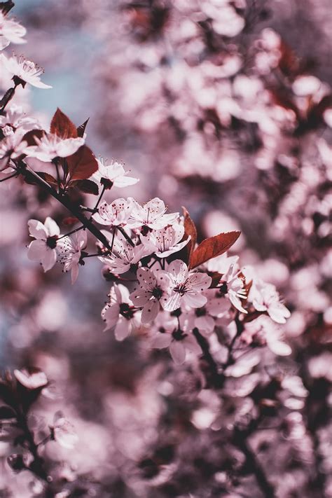 bagus  gambar bunga sakura warna pink gambar bunga indah