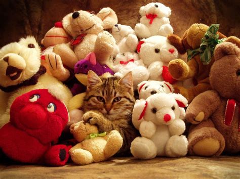 How to Get The Best Cat Toys From Pet Shop?