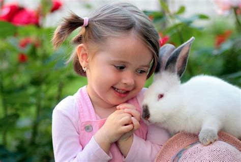 Himalayan Rabbit Breed Information: Facts, Origin, & Health - Pet Breeezy