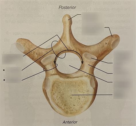 Overview of Single Vertebrae Diagram | Quizlet