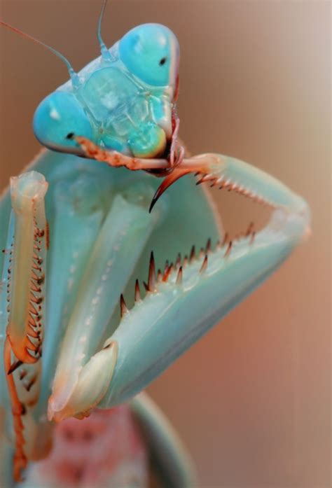 This blue praying mantis | Praying mantis, Insects, Beautiful bugs