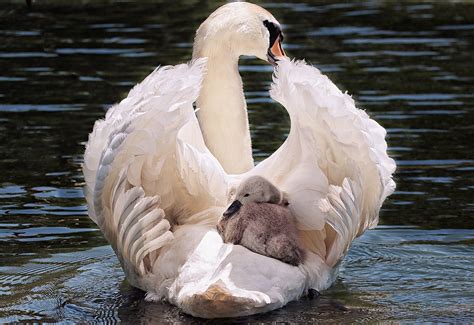 Swan Baby White - Free photo on Pixabay