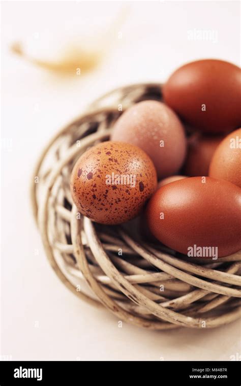 photo  eggs close  stock photo alamy