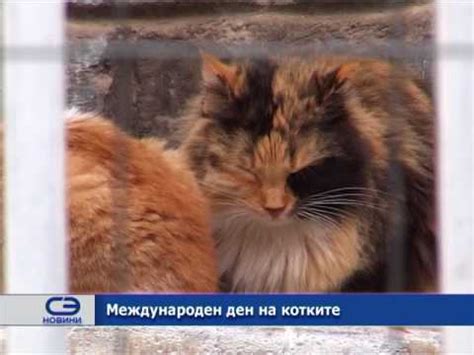 Международен ден на котките - YouTube