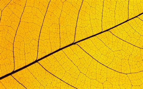 photo flat lay  translucent leaf lamina texture