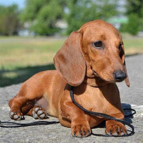 dachshund miniature smooth haired dogs puppies coots  eversden