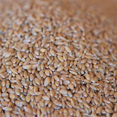 Einkorn wheat – PROGRAIN ORGANIC