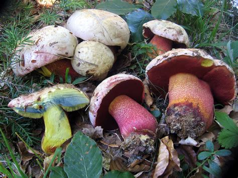 Боровик розовокожий (Rubroboletus rhodoxanthus) фото и описание