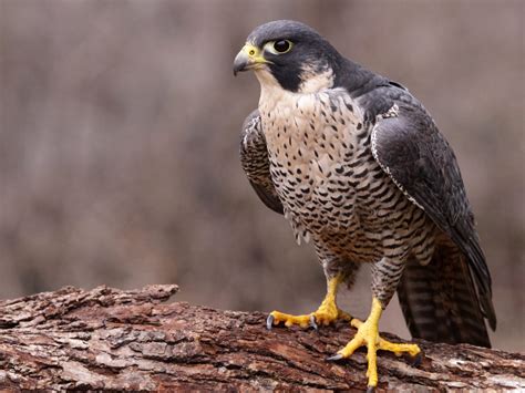 falcons  montana   calls id    spot