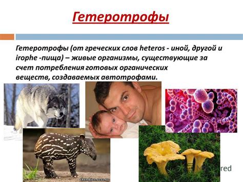 Презентация на тему: "Тема : Автотрофы и гетеротрофы Министерство ...
