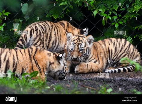 Male babies hi-res stock photography and images - Alamy