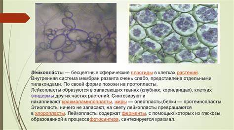 Пластиды. Функции пластид высших растений - презентация онлайн