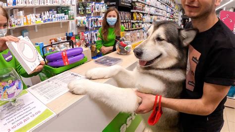 Кормление Фидо: основные продукты для вашей собаки-компаньона