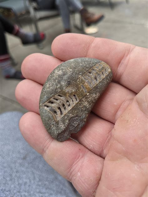 Fossil found in the adriatic sea off the coast of italy : r/fossilid