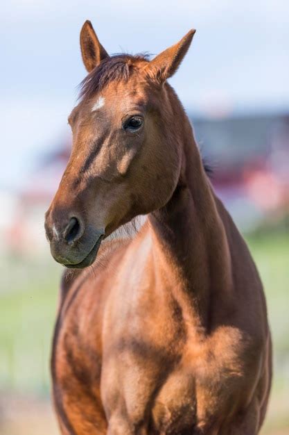 Mixed Breed Horse Images - Free Download on Freepik