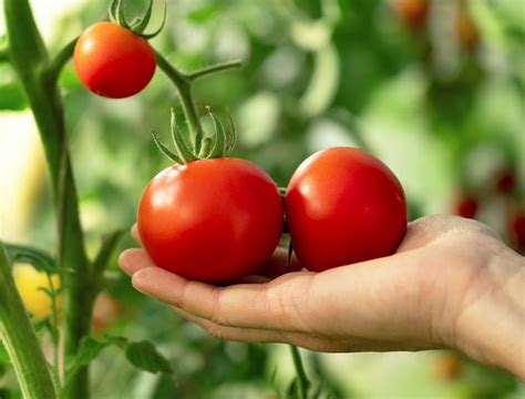 How to Properly Prune Pole Beans