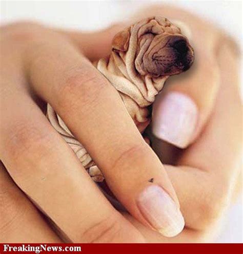 Image detail for -The world's smallest Dog Pictures - Strange The world ...